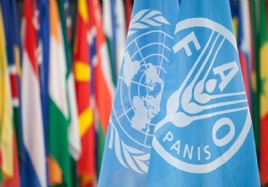 Trkiye, FAO Konsey yeliine seildi 
